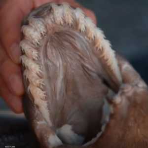 القرش النادر عمره 80 مليون سنة