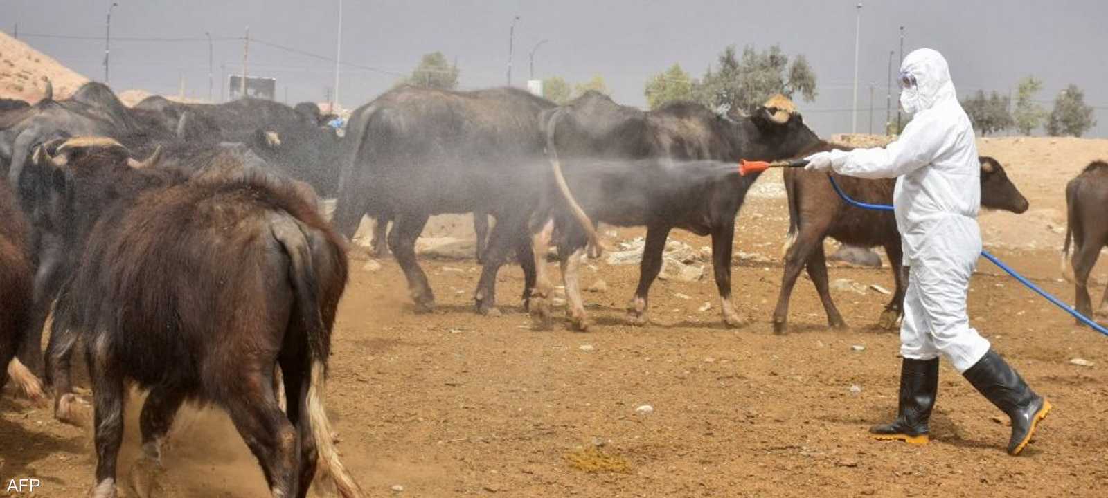 الحمى تسببها فيروسات تنتقل من الحيوان للإنسان.