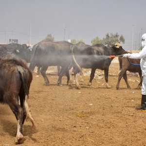 الحمى تسببها فيروسات تنتقل من الحيوان للإنسان.