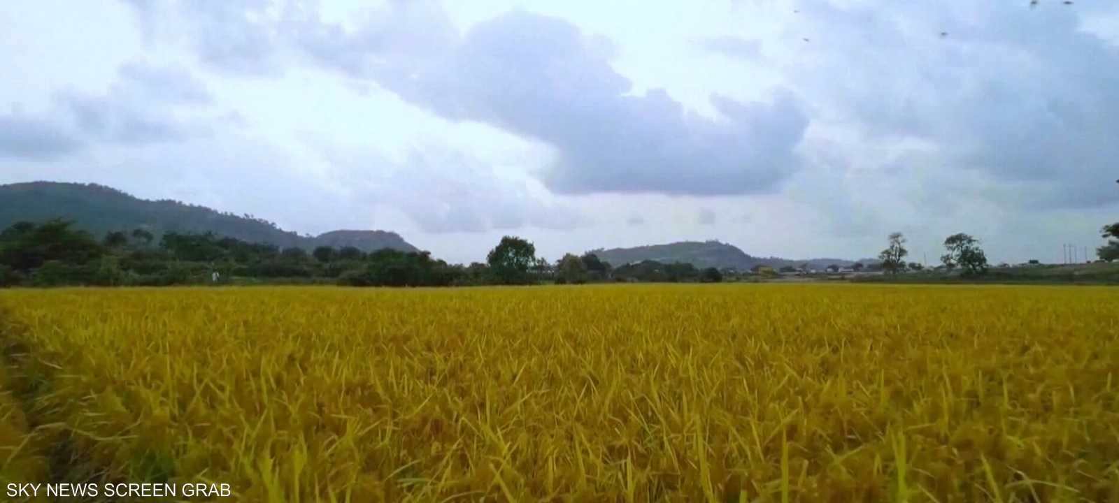 الأمن الغذائي