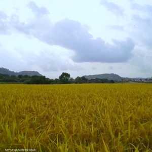 الأمن الغذائي