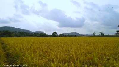 الأمن الغذائي