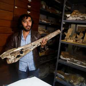 أحفورة جمجمة التمساح الذي يعتبر أصل التماسيح