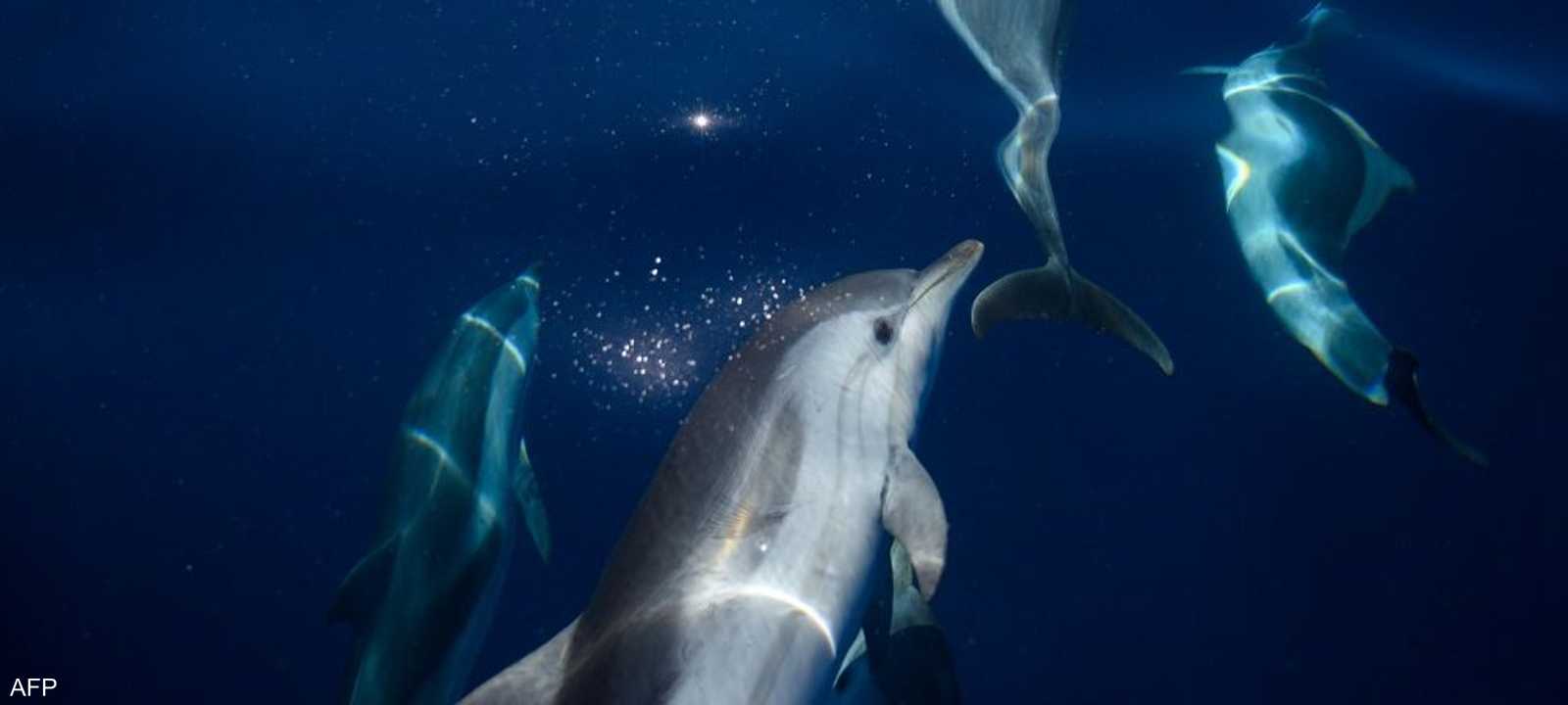 تتواصل الدلافين مع بعضها عادة عن طريق الأصوات.. أرشيفية