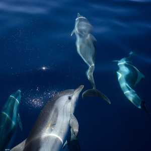 تتواصل الدلافين مع بعضها عادة عن طريق الأصوات.. أرشيفية