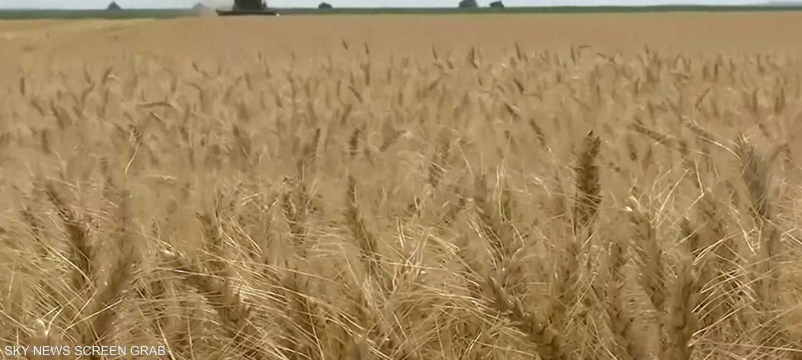 عودة التخزين.. لماذا بدأ العالم بتكديس الغذاء مجدداً؟