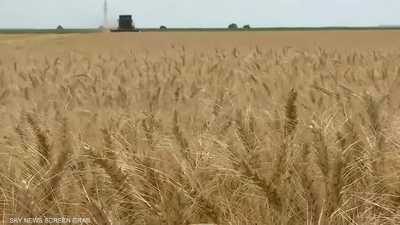 عودة التخزين.. لماذا بدأ العالم بتكديس الغذاء مجدداً؟