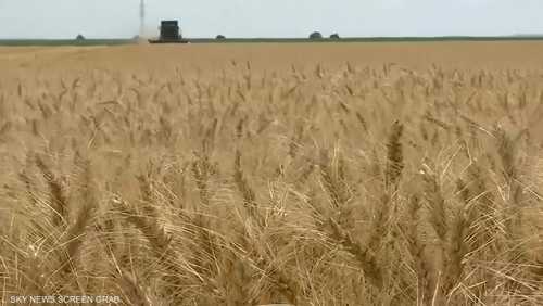 عودة التخزين.. لماذا بدأ العالم بتكديس الغذاء مجدداً؟