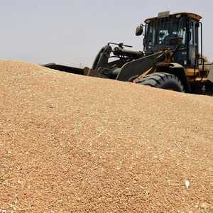 الهند قررت حظر تصدير القمح إلى خارج البلاد