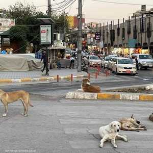 الكلاب السائبة في الشوارع تؤرق العراقيين.