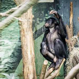 جدري القرود بات مصدرا للقلق في العالم