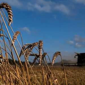 روسيا مستعدة لتقديم مساهمة كبيرة لتخطي أزمة الغذاء