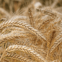 واردات القمح تأثرت بسبب الهجوم الروسي على أوكرانيا.