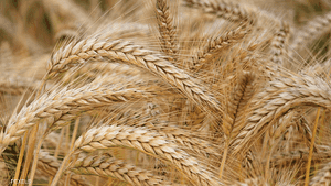 احتياجات اليمن من القمح تبلغ 4 ملايين طن سنويا.أرشيفية