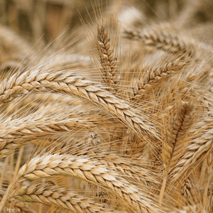 مصر تسعى لتعزيز مخزوناتها من القمح