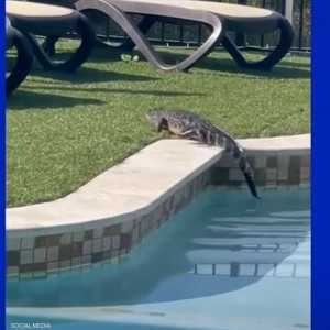 التمساح دخل بركة السباحة مع ارتفاع درجات الحرارة