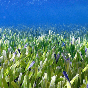 النبتة تمتد لمسافة طويلة