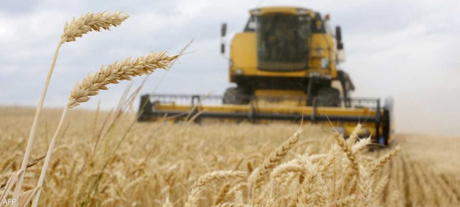 القمح في أوكرانيا