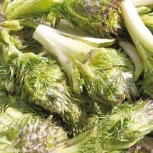 نبات العكوب ينمو مع نهاية الأمطار واقتراب الصيف