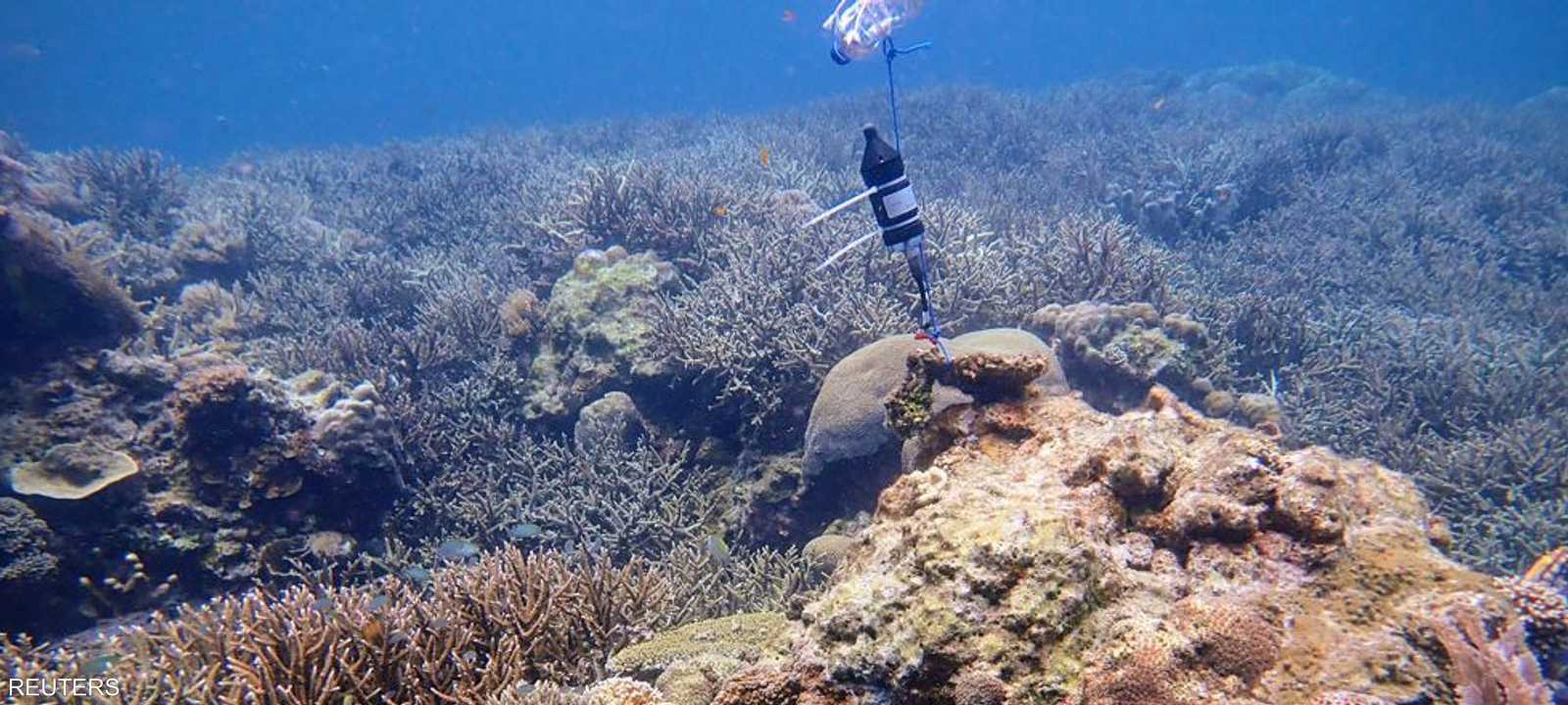 رصد صوت شعاب مرجانية قبالة جزر في وسط إندونيسيا