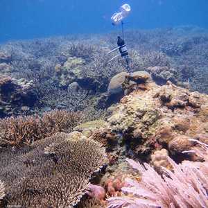 رصد صوت شعاب مرجانية قبالة جزر في وسط إندونيسيا