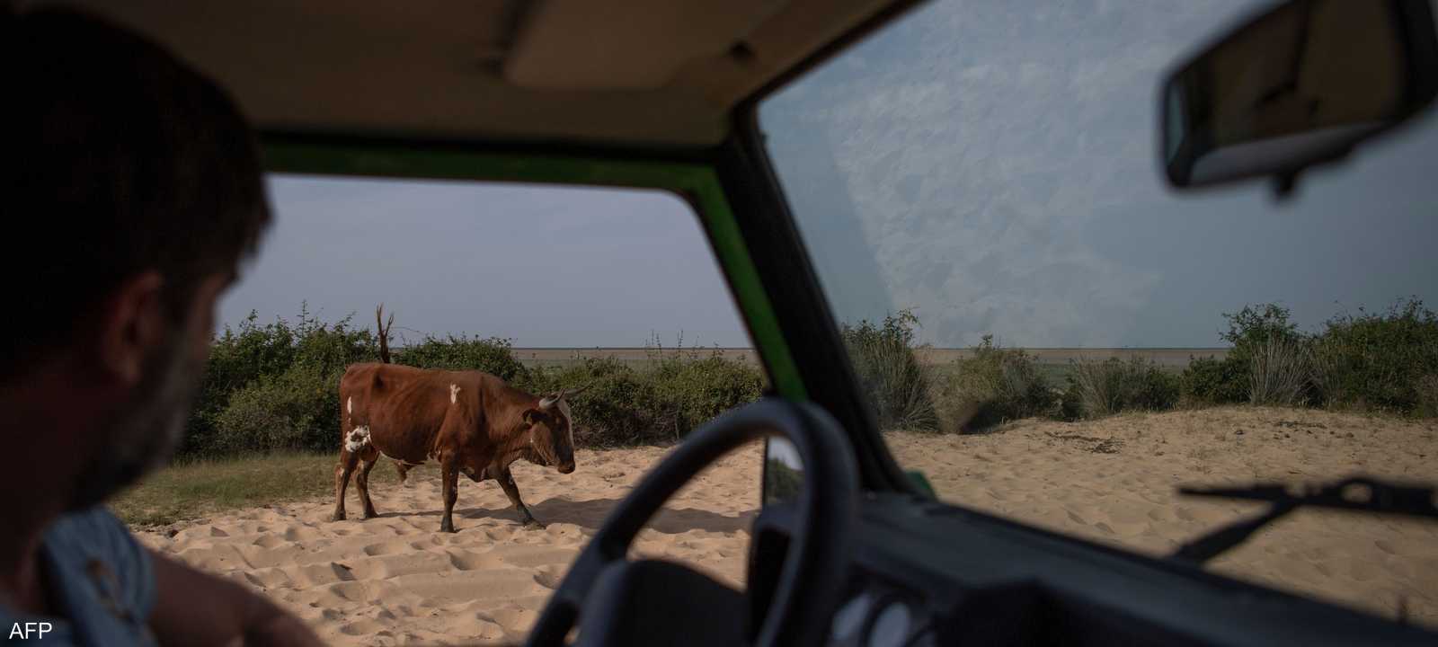 بقرة في لقطة أرشيفية.