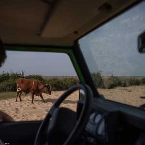 بقرة في لقطة أرشيفية.