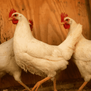 الدجاج من بين الطيور الأكثر انتشارا في العالم