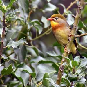 البُهدل يقترب من هجرة "أبدية"