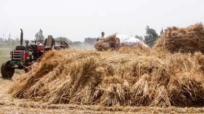 رويترز: مصر لن تحقق هدف مشترياتها من القمح المحلى هذا العام