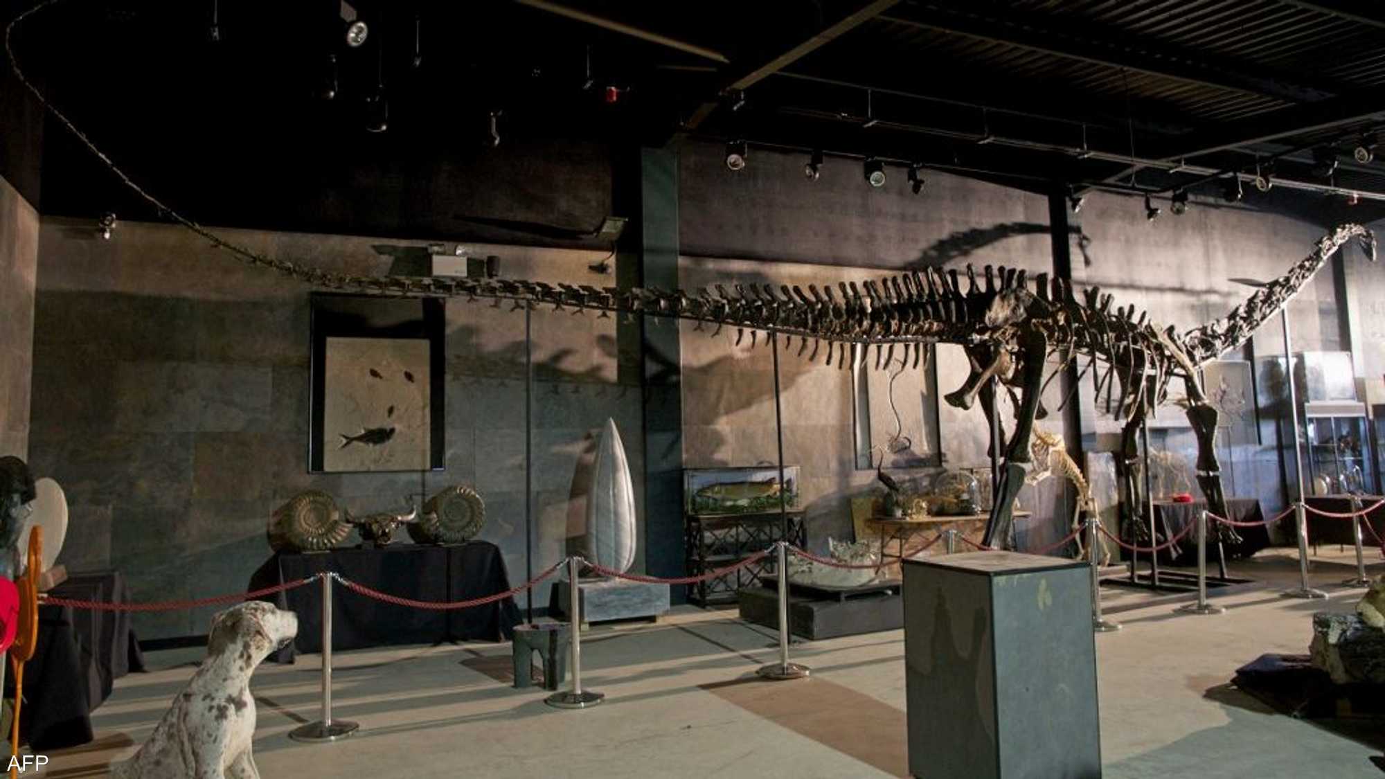  في أوروبا: اكتشاف مثير .. بقايا ديناصور ضخم جداً ومفترس