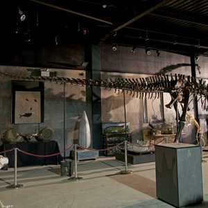 هيكل عظمي لديناصور في إنجلترا - أرشيف.