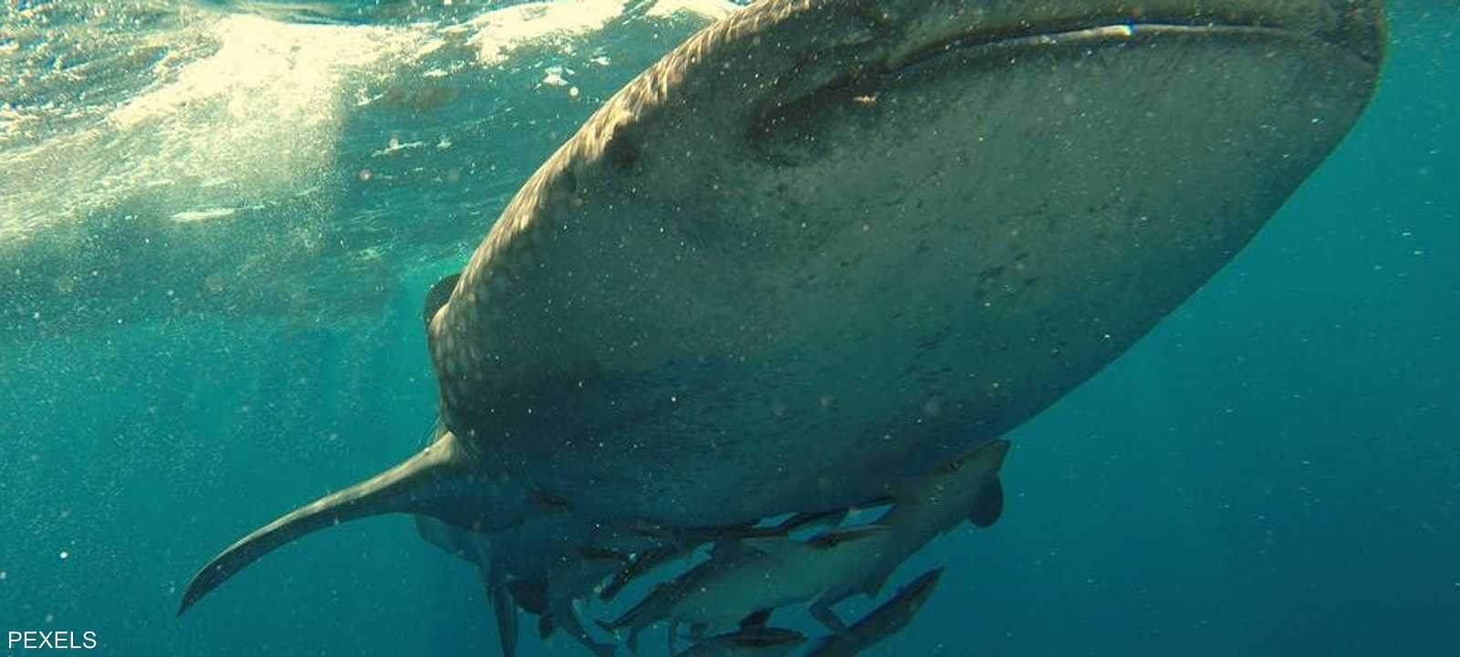 سمك القرش
