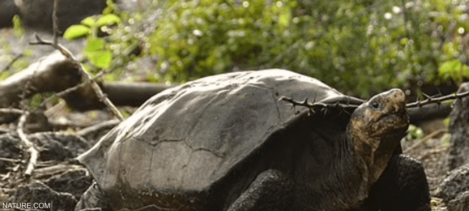 السلحفاة العملاقة