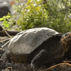 السلحفاة العملاقة