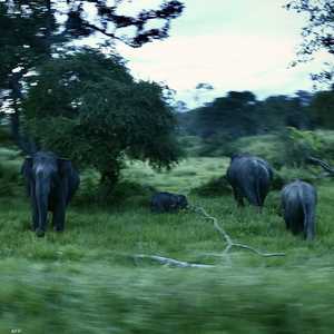 أرشيفية.. الأفيال تقتل حوالي 100 شخص في الهند سنويا