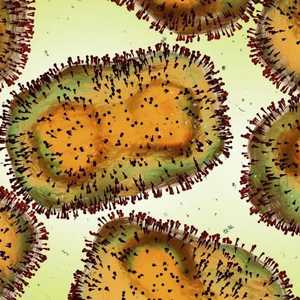 صورة مجهرية لفيروس جدري القرود.