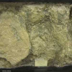 الآثار تعود إلى 125 مليون عام