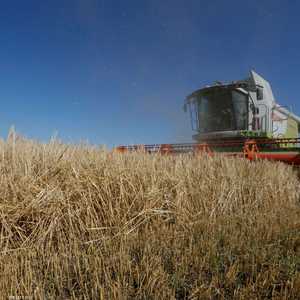 تحذيرات من ارتفاع قياسي بأسعار القمح عالميا