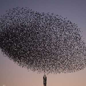 أسراب من الطيور في مدينة بونتيفيدرا (أرشيفية)