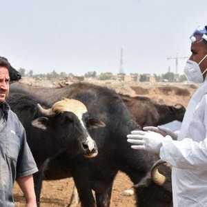 الحمى النزفية فيروس ينتشر في العراق