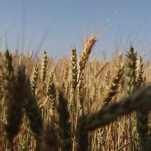 دول عدة أصبحت تواجه مشكلات في استيراد الحبوب.