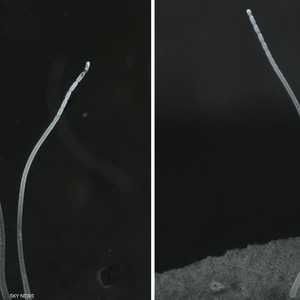 البكتيريا المكتشفة حديثا.