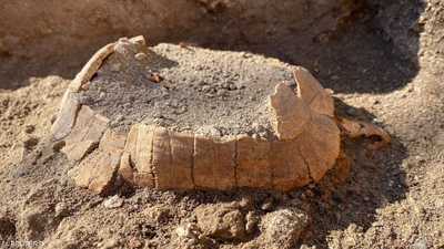 العثور على سلحفاة وبيضتها في تنقيب جديد في بومبي الأثرية