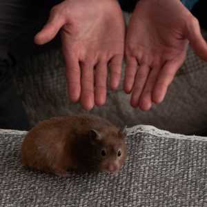 أرشيفية.. يتم مقاضاة السيدة بتهمة الإساءة للحيوانات