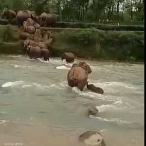 إنقاذ فيل صغير من الانجراف في نهر بالهند