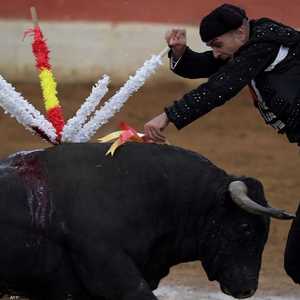 جانب من مصارعة الثيران في كولومبيا.