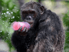 قردة الشمبانزي معروفة بذكائها الحاد