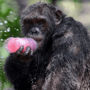 قردة الشمبانزي معروفة بذكائها الحاد