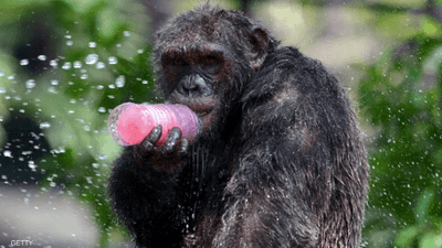 بـ"مهارة مذهلة".. قردة شمبانزي تحفر الآبار في غابة إفريقية